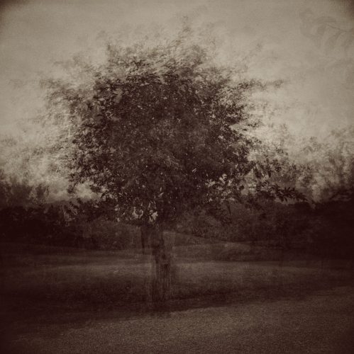 Michael Spengler-multiple-view-on-a-tree